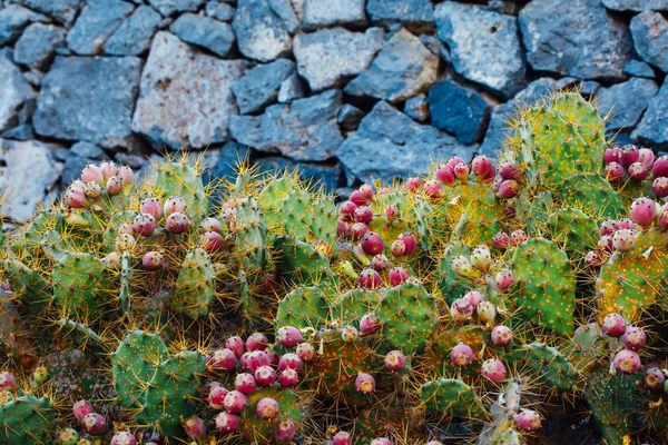 Kaktus Opuntia Květinami Pozadí Kameny — Stock fotografie