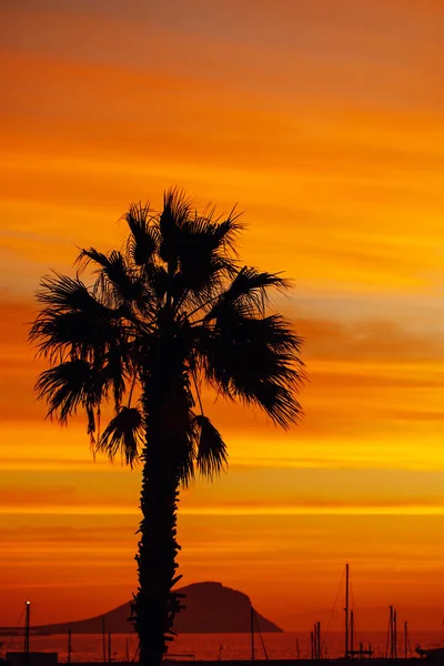 palm tree silhouette against sunrise background