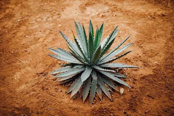 Agave Cactus Plant Droog Zand Achtergrond — Stockfoto