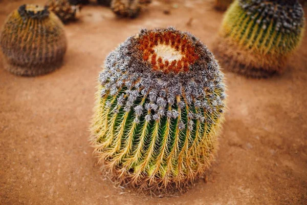 Enorma Kaktus Närbild Visa — Stockfoto