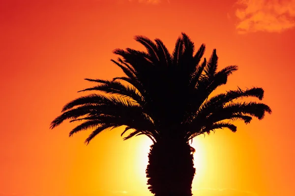 Palm Boom Silhouet Tegen Zonsopgang Achtergrond — Stockfoto