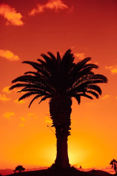 Palm Tree Silhouette Sunrise Background — Stock Photo, Image