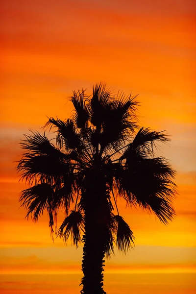 Silueta Palmera Contra Fondo Del Amanecer — Foto de Stock