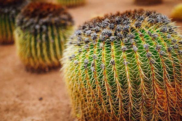 Enorme Cactus Close Weergave — Stockfoto