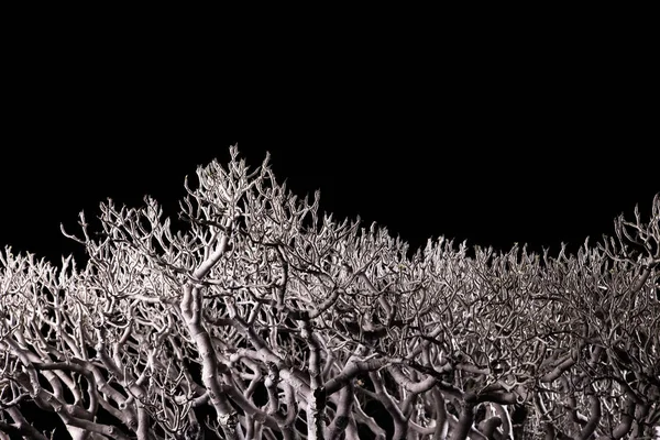 Ramos Bonsai Árvore Noite Isolado Preto — Fotografia de Stock