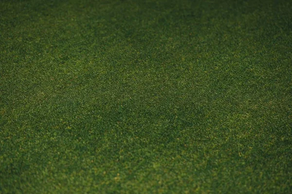 yeşil çim dokusu, closeup görünümü