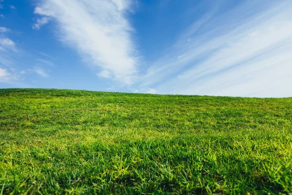 Zielona Trawa Tle Natura Niebieski Niebo — Zdjęcie stockowe