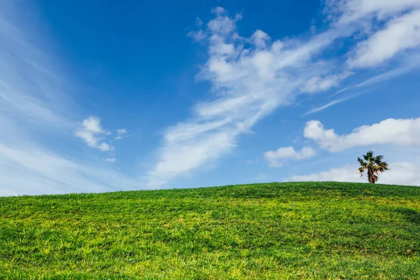 Erba Verde Cielo Blu Natura Sfondo — Foto Stock