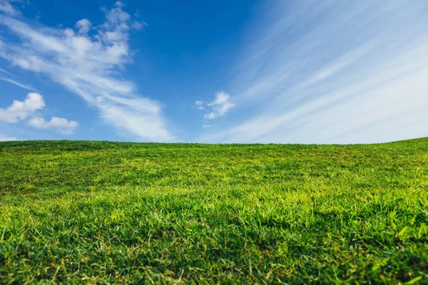 Grönt Gräs Och Blå Himmel Natur Bakgrund — Stockfoto