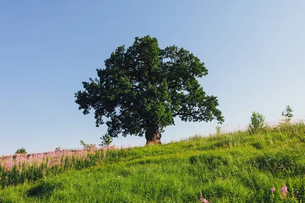 Chêne Sur Prairie Verte Journée Ensoleillée Été — Photo