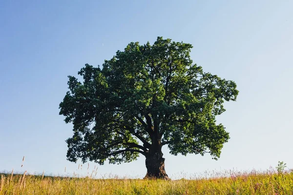 Дубове Дерево Зеленому Лузі Сонячний Літній День — стокове фото
