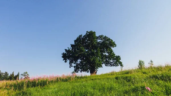 Oak Tree Green Meadow Sunny Summer Day — Stock Photo, Image
