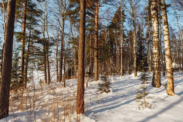 Téli Erdő Woodland Napsütéses Nap Finnországban — Stock Fotó