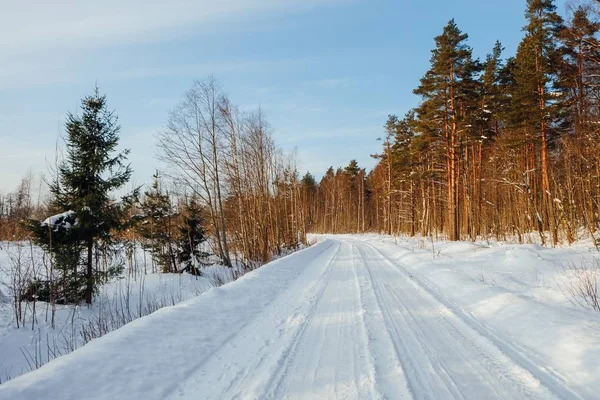 Winter Forest Weg Bij Zonnige Dag Finland — Stockfoto