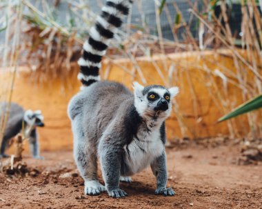 Ring-Tailed lemur, yakından görmek