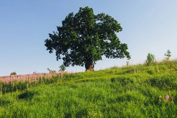 Chêne Sur Prairie Verte Journée Ensoleillée Été — Photo