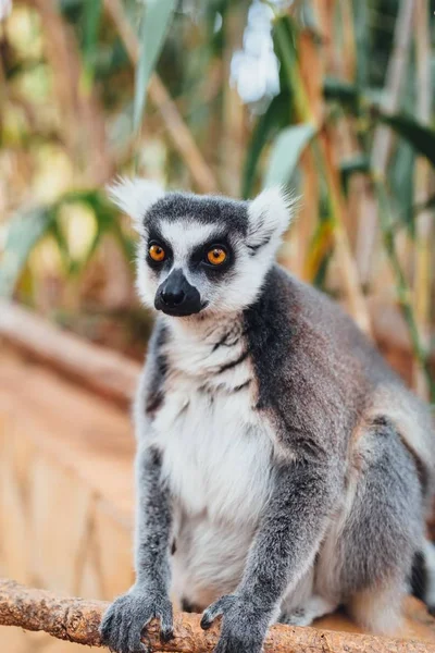 Ringschwanzmaki Nahaufnahme — Stockfoto