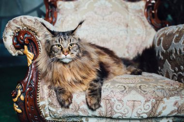 Antika sandalyeye Maine Coon Kedi