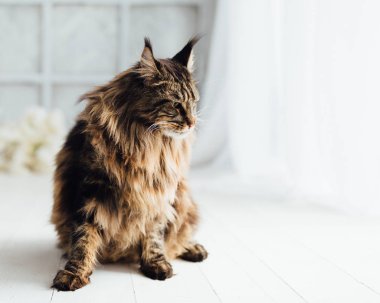 Beyaz arka plan üzerinde oturan Maine Coon Kedi