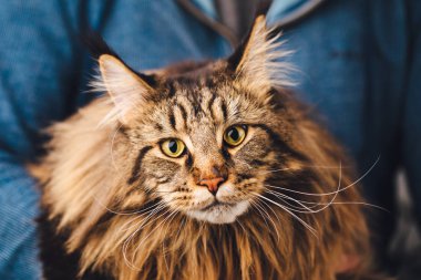 Maine Coon Kedi, yakından görmek