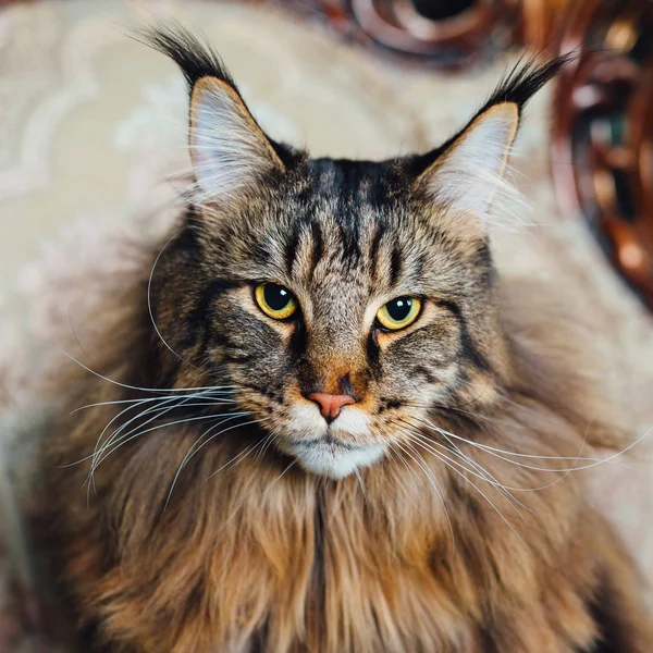 Maine Coon Cat Vista Close — Fotografia de Stock