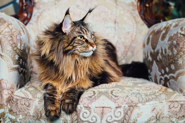 Maine Coon Gatto Sulla Sedia Antica — Foto Stock