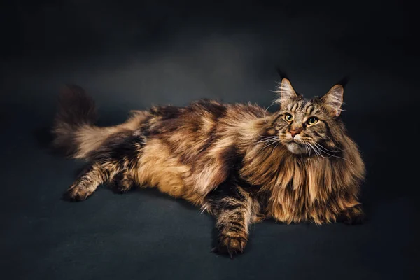 Котяча Кішка Чорному Фоні — стокове фото