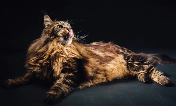 Maine Mýval Kočka Černém Pozadí — Stock fotografie