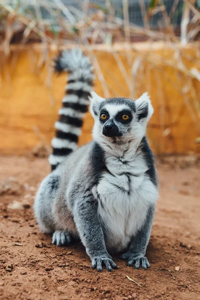 Ogoniasty Lemur Zbliżenie — Zdjęcie stockowe