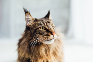 Beyaz arka planda maine Rakun Kedisi