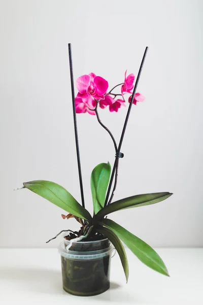 Roze Orchidee Bloem Een Pot — Stockfoto