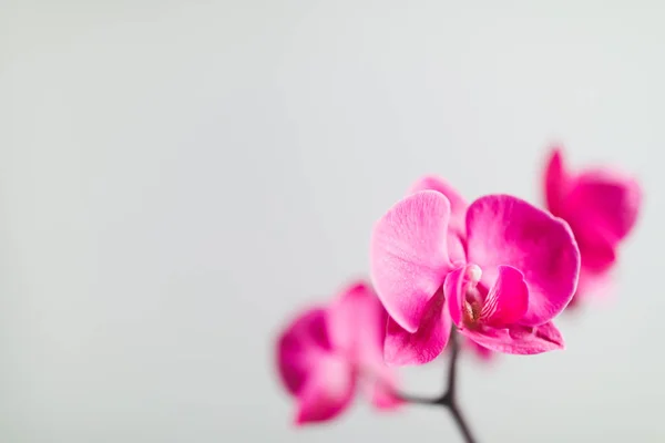 Roze Orchidee Bloem Close Weergave — Stockfoto