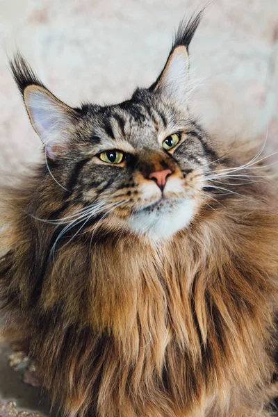 Maine Coon Cat Close View — Stock Photo, Image