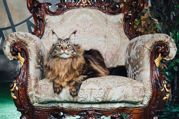 Antika Sandalyeye Maine Coon Kedi — Stok fotoğraf