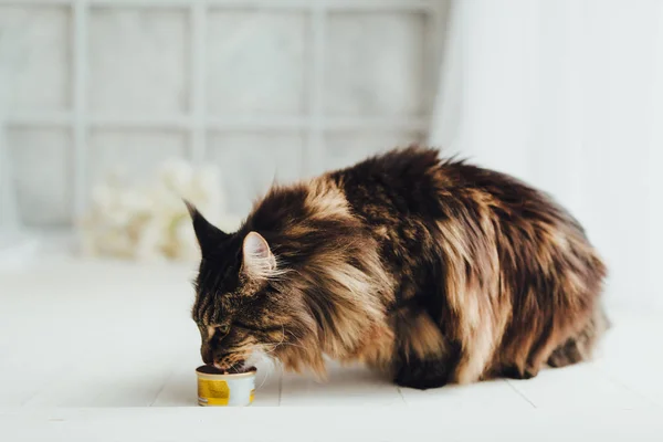 Maine Coon Cat Feeding Fundo Branco — Fotografia de Stock