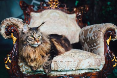 Antika sandalyeye Maine Coon Kedi