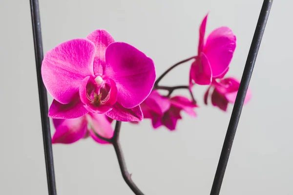 Fiore Orchidea Rosa Vista Vicino — Foto Stock