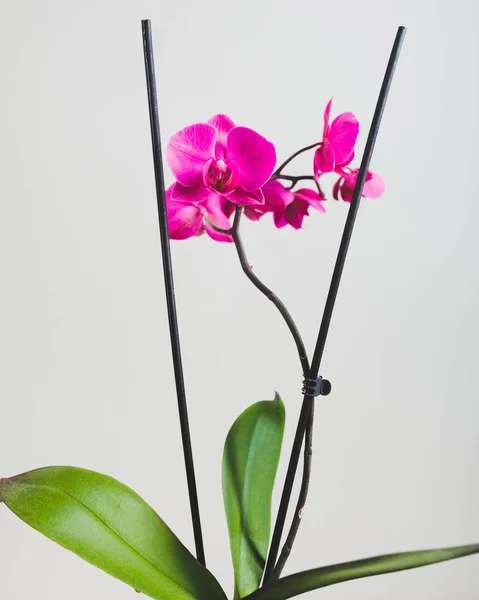 Flor Rosa Orchid Vista Close — Fotografia de Stock