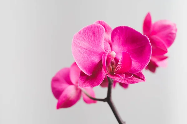 Roze Orchidee Bloem Close Weergave — Stockfoto