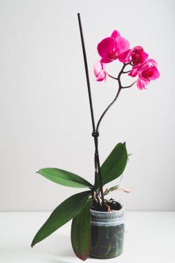 bir tencerede Pembe orkide çiçek