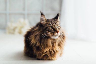 Beyaz arka planda maine Rakun Kedisi