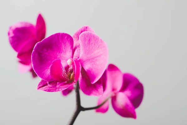 Roze Orchidee Bloem Close Weergave — Stockfoto