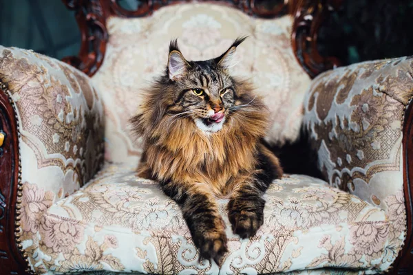 Maine Coon Γάτα Στην Αντίκα Καρέκλα — Φωτογραφία Αρχείου