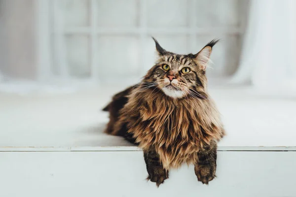 Maine Coon Cat Fundo Branco — Fotografia de Stock