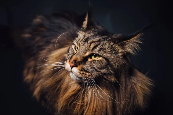 黒を背景にしたメイン カヌー猫 — ストック写真