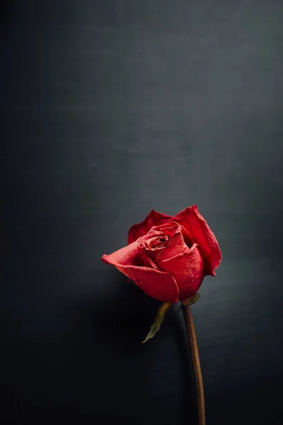 Száraz Vörös Rózsa Fekete Háttér — Stock Fotó