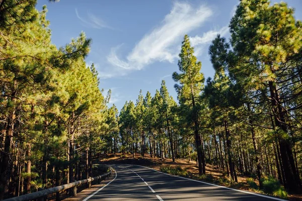 Road Forest Esperanza — Stock Photo, Image