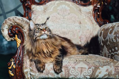 Antika sandalyeye Maine Coon Kedi
