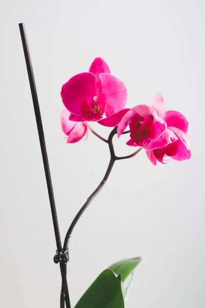 ピンクの蘭の花 クローズ アップ ビュー — ストック写真