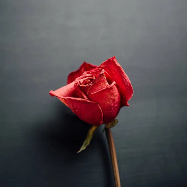 黒の背景に乾いた赤いバラ — ストック写真